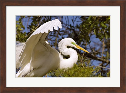Framed Great Egret - open wings Print