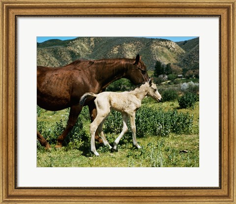 Framed Palomino Mare and a Colt Print