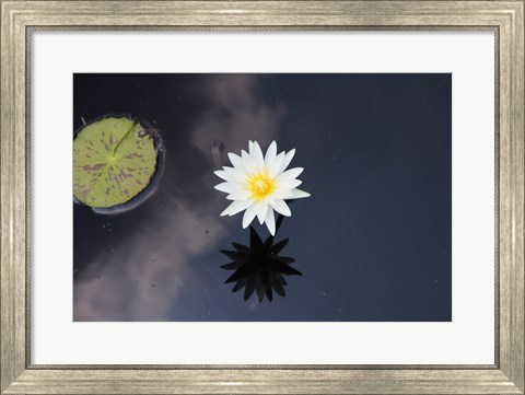 Framed Lotus Yin-Yang Print