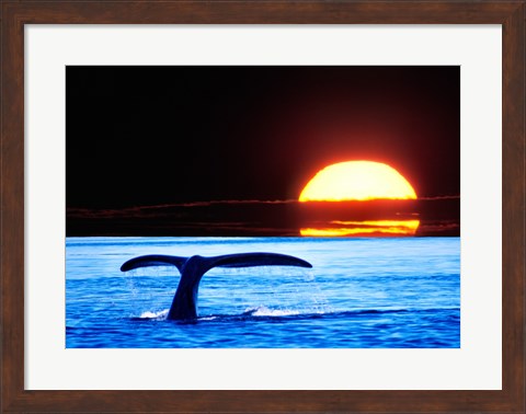Framed Tail fin of a whale in the sea Print