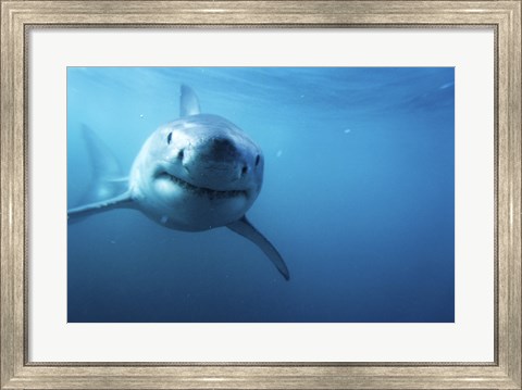 Framed Great White Shark Swimming Print