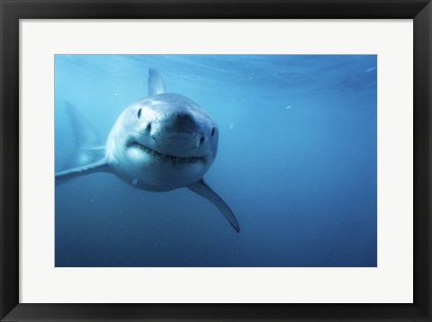 Framed Great White Shark Swimming Print