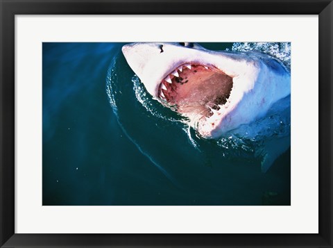 Framed Great White Shark Biting Print