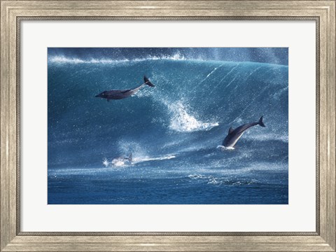 Framed Dolphins Catching A Wave Print