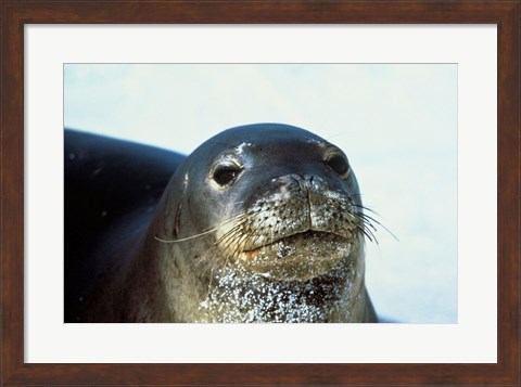 Framed Monk Seal Print