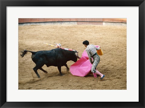 Framed Matador fighting a bull, Plaza de Toros, Ronda, Spain Print