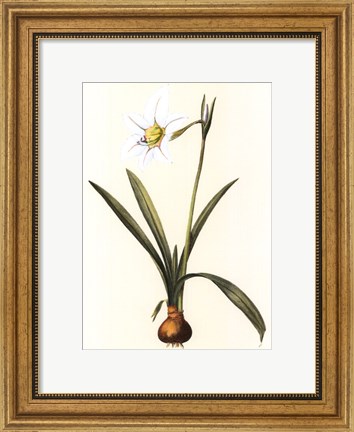 Framed Belladonna Lilies IV Print