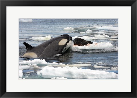 Framed Killer Whale Type B Print