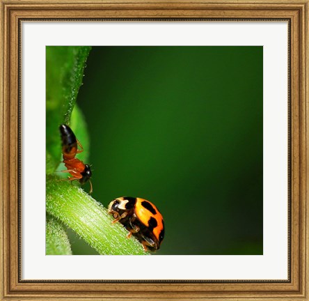 Framed Ladybug and Friend Print