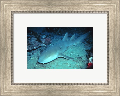 Framed Nurse Shark Print