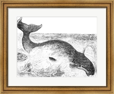Framed Whalebone Whale Print