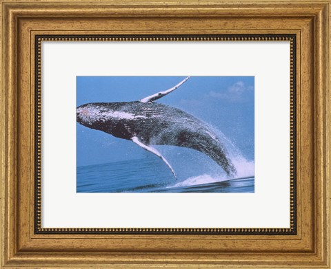 Framed Humpback whale breaching Print