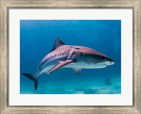 Framed Tiger Shark Print
