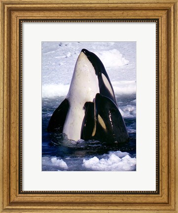 Framed Type C Orcas Print