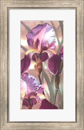 Framed Asian Iris I Print