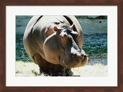 Framed Close-up of a Hippopotamus Print