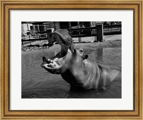 Framed USA, Louisiana, New Orleans, Hippopotamus in zoo Print