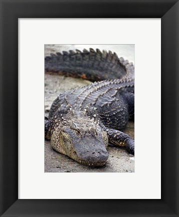 Framed Florida Alligator Print