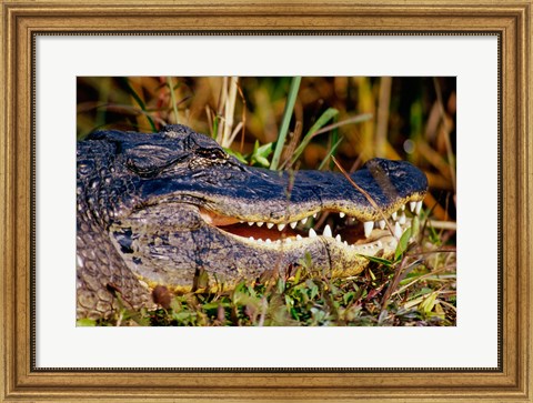 Framed Alligator - close up Print