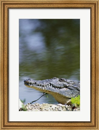 Framed Close-up of an American Crocodile In Water Print