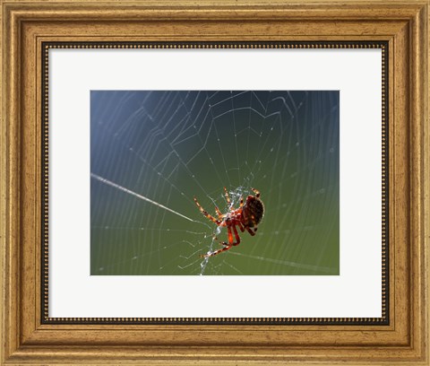 Framed Spider Spinning Its Web Print