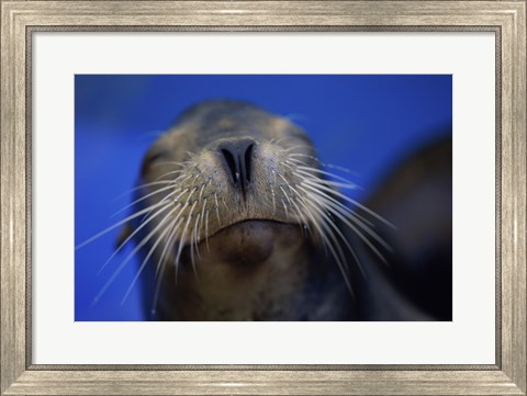 Framed Close-up of a California Sea Lion swimming in water Print