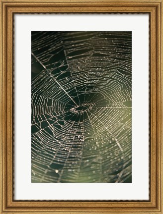 Framed Close-up of a spider&#39;s web Print