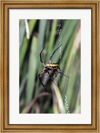 Framed Close-up of an Argiope Spider Print