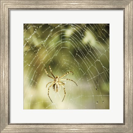 Framed Garden Spider Print