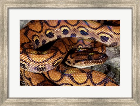 Framed Close-up of a Brazilian Rainbow Boa curled up (Epicrates cenchria cenchria) Print