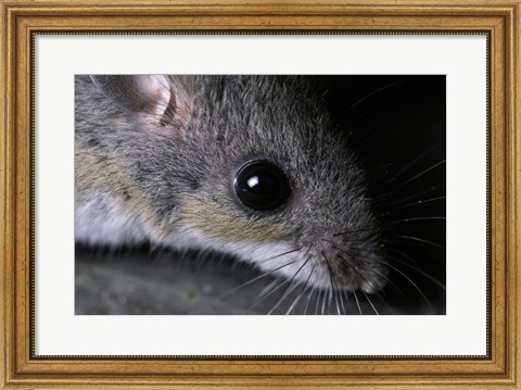 Framed White-footed Mouse - up close Print
