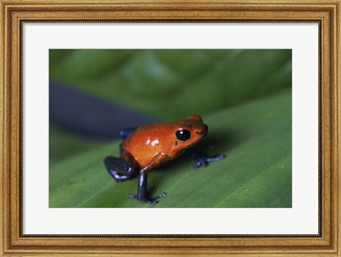 Framed Strawberry Poison Dart Frog Print