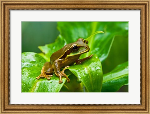 Framed Close-up of a Tree frog on a leaf, Costa Rica Print