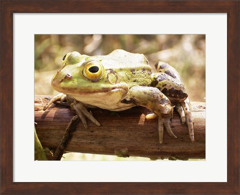 Framed Frog on Bough Print