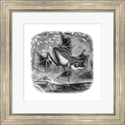 Framed Wallace Frog Print