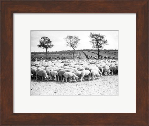 Framed Cyclists passing a herd of sheep, Tour de France 1938 Print