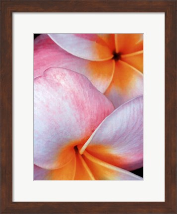Framed Flowers I Print