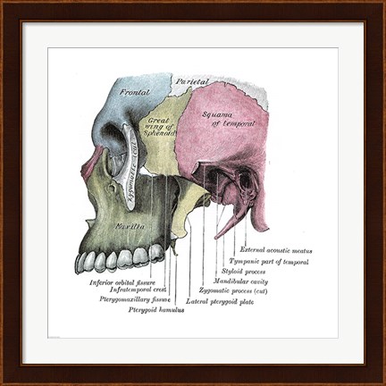 Framed Skull Diagram Print