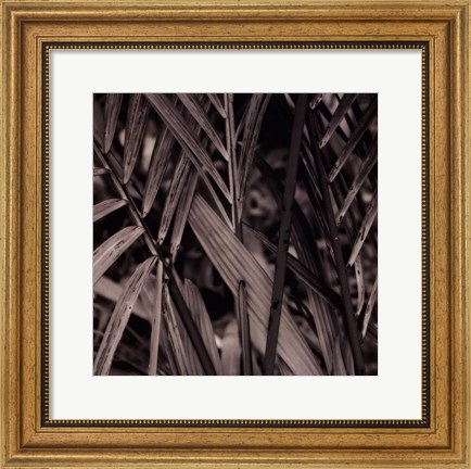 Framed Bamboo Study II Print