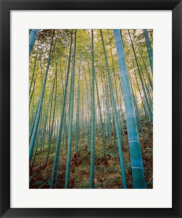 Framed Bamboo Forest, Sagano, Japan Print
