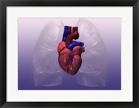 Framed Close-up of a human heart model Print