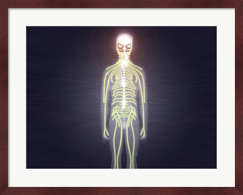 Framed Central nervous system of the human body Print