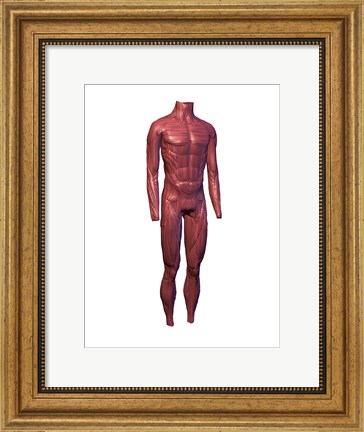 Framed Close-up of human muscles Print