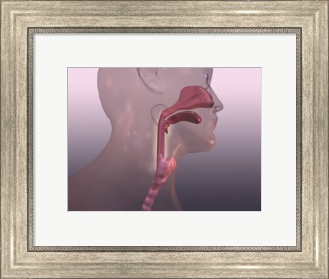Framed Close-up of a human respiratory system Print