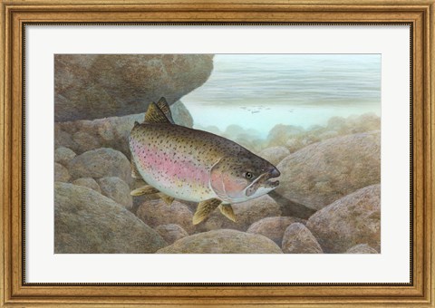 Framed Rainbow trout - swimming Print