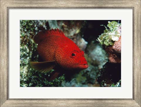 Framed Close-up of a coney fish swimming underwater, Cozumel, Mexico Print