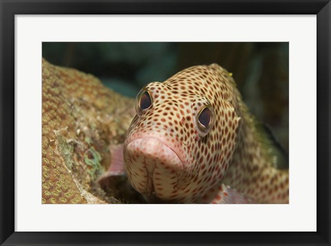 Framed Red Hind Fish swimming Print