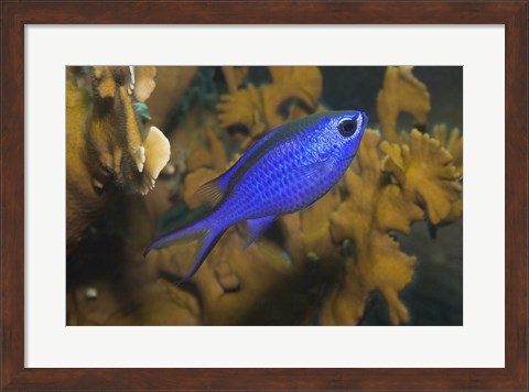 Framed Blue Chromis Fish Print