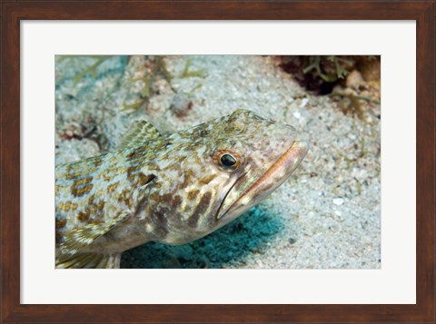 Framed Lizardfish Print