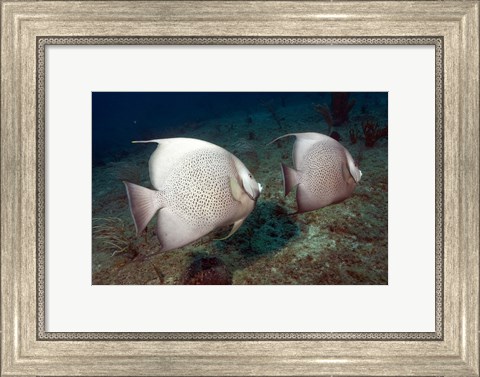 Framed Gray Angelfish Print